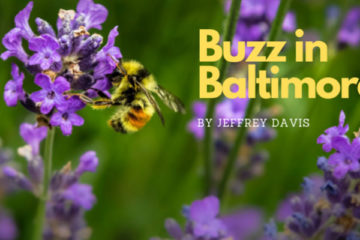 Buzz in Baltimore