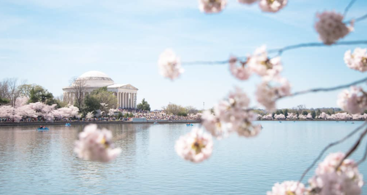 Capitol Communicator has three D.C.-area agency updates: National Cherry Blossom Festival chooses LINK, Abbie Sorrendino joins Public Strategies, and Boathouse Group launches social impact practice.